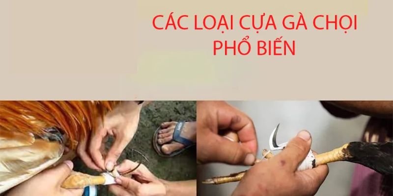 Các loại cựa gà phổ biến