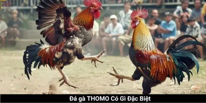 Tổng quan về các loại hình đá gà Thomo cao cấp nhất